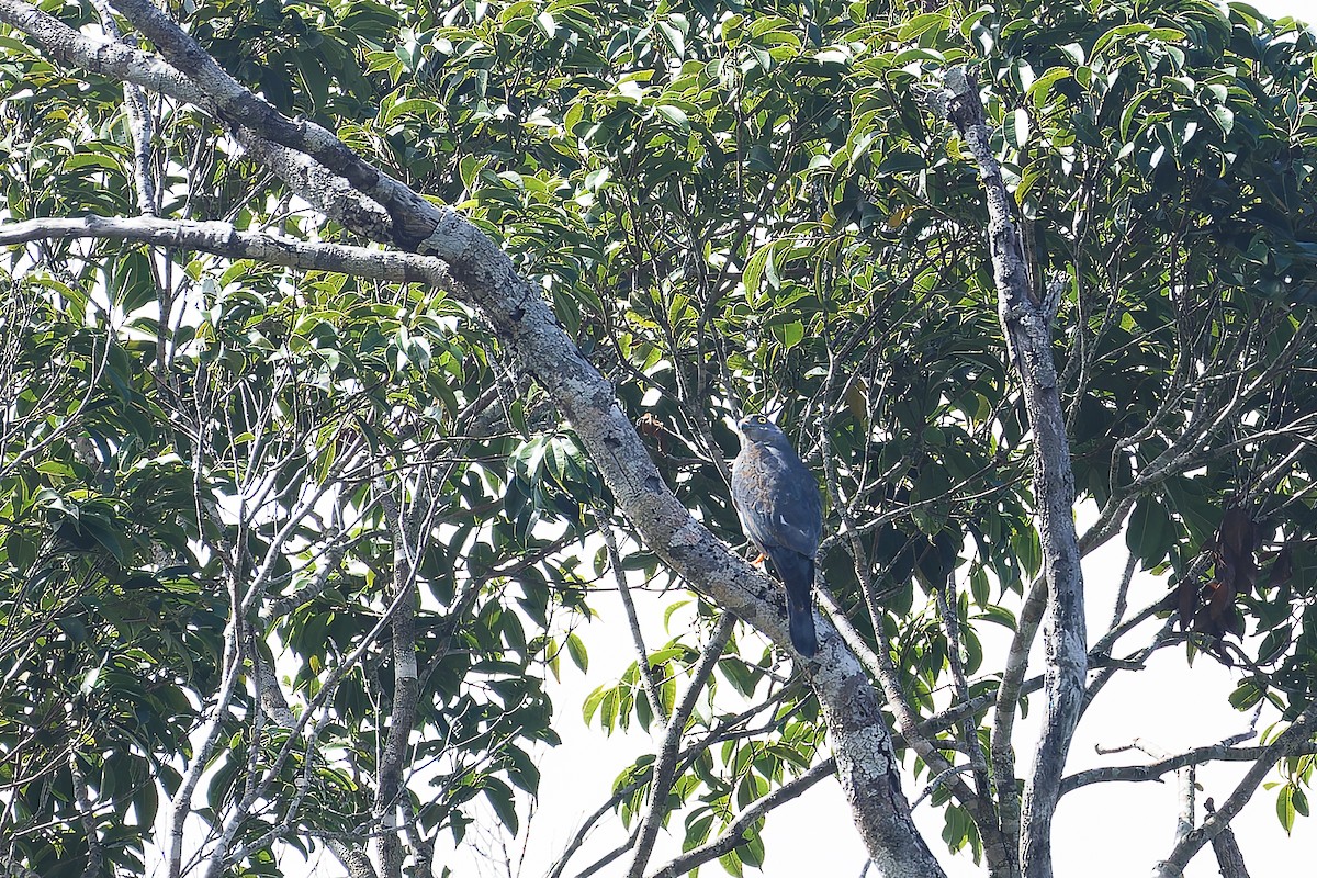 Chinese Sparrowhawk - ML624985181