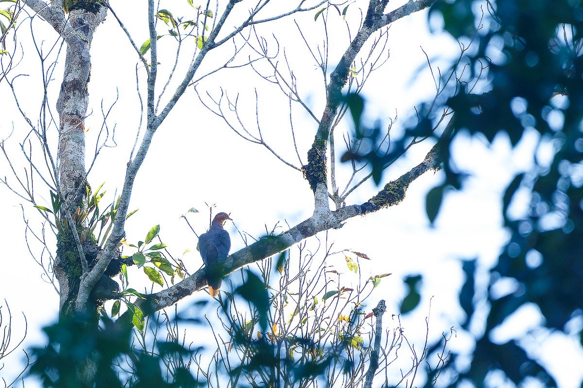 Philippine Cuckoo-Dove - ML624985187