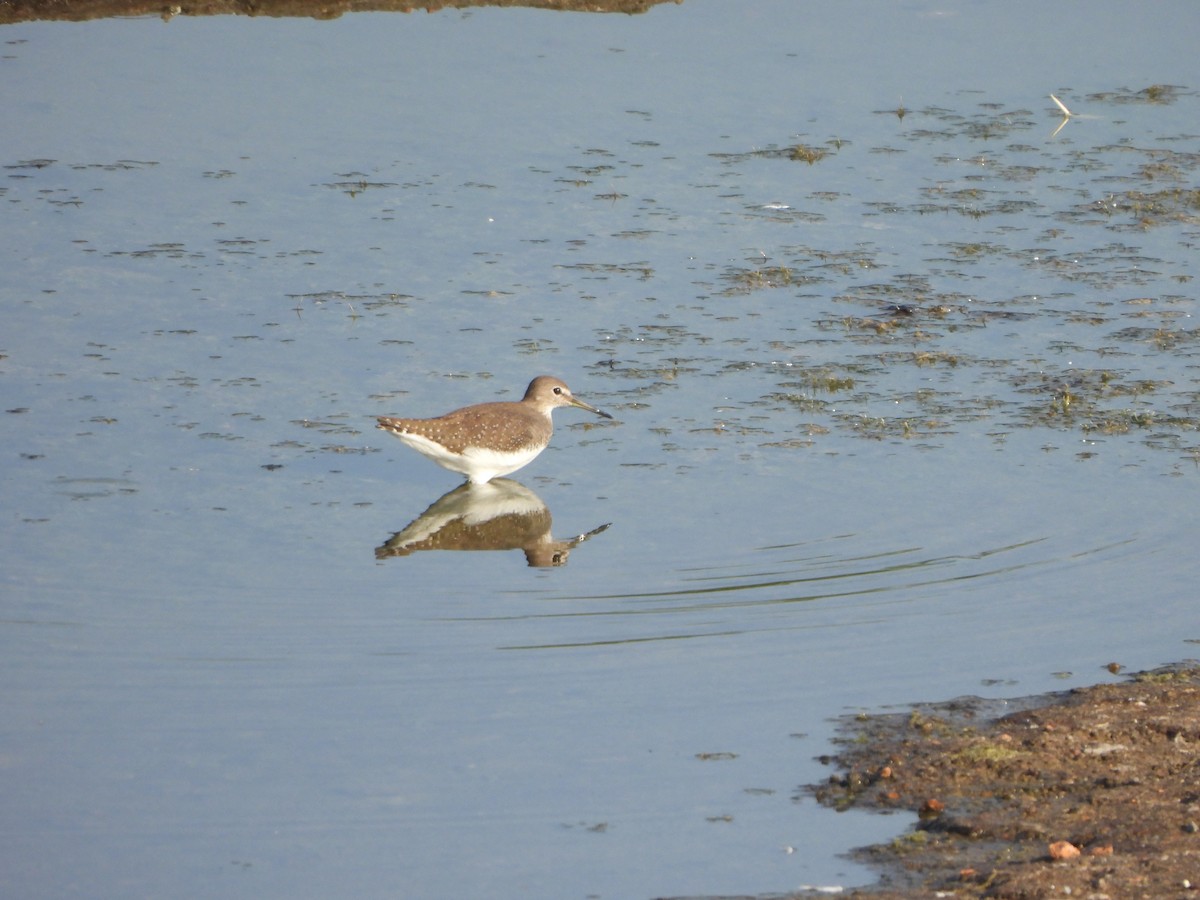 Green Sandpiper - ML624985189