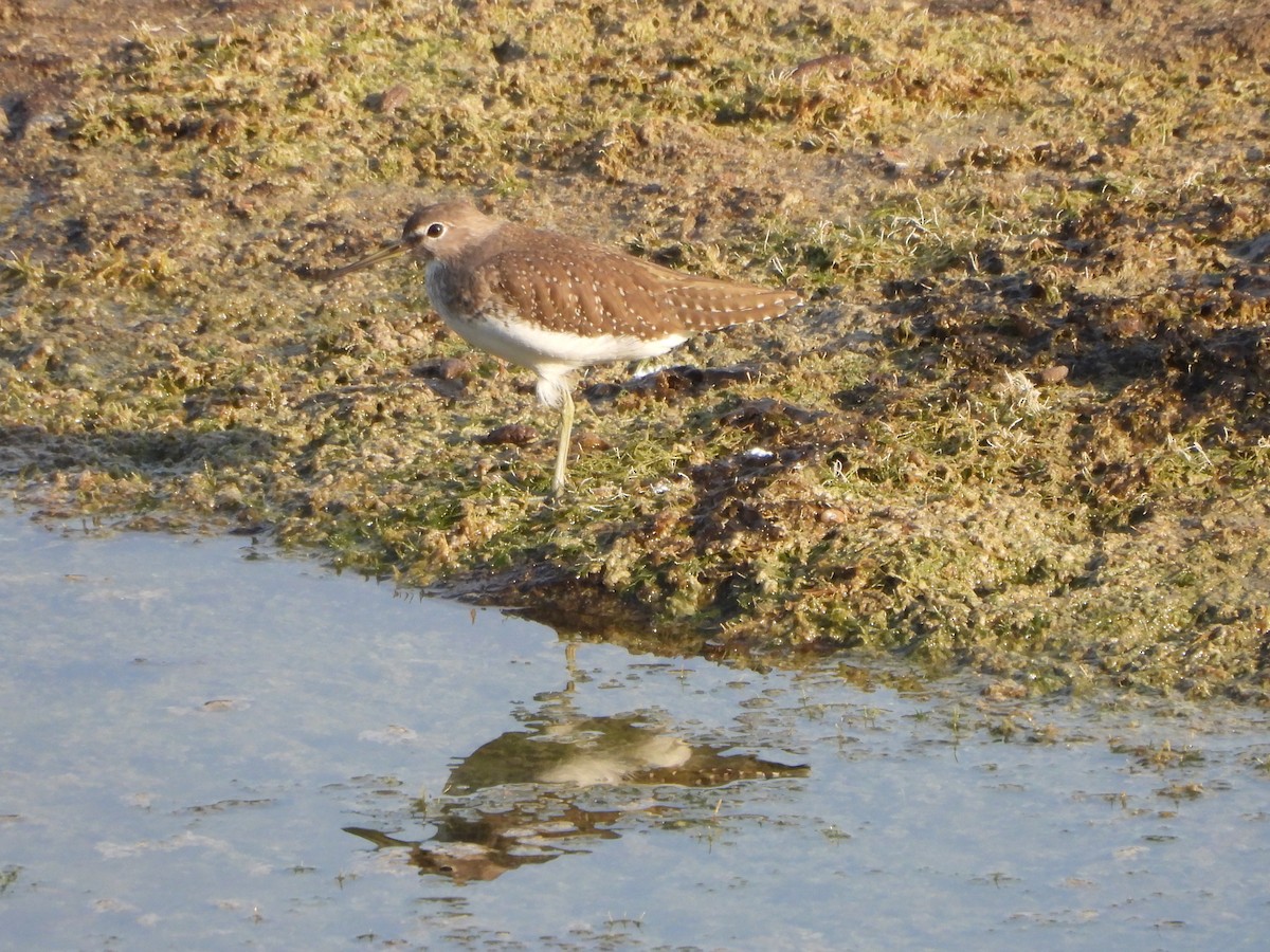 Green Sandpiper - ML624985193