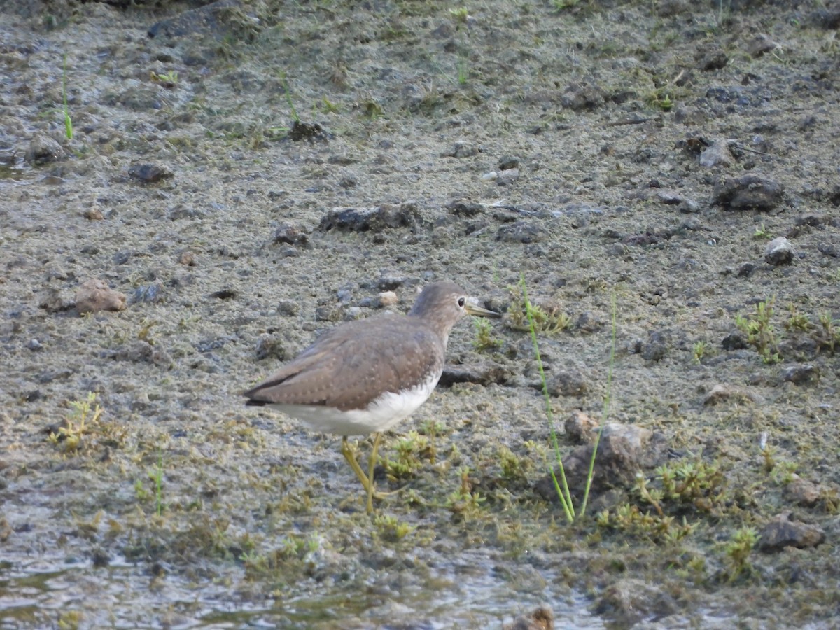 Green Sandpiper - ML624985195