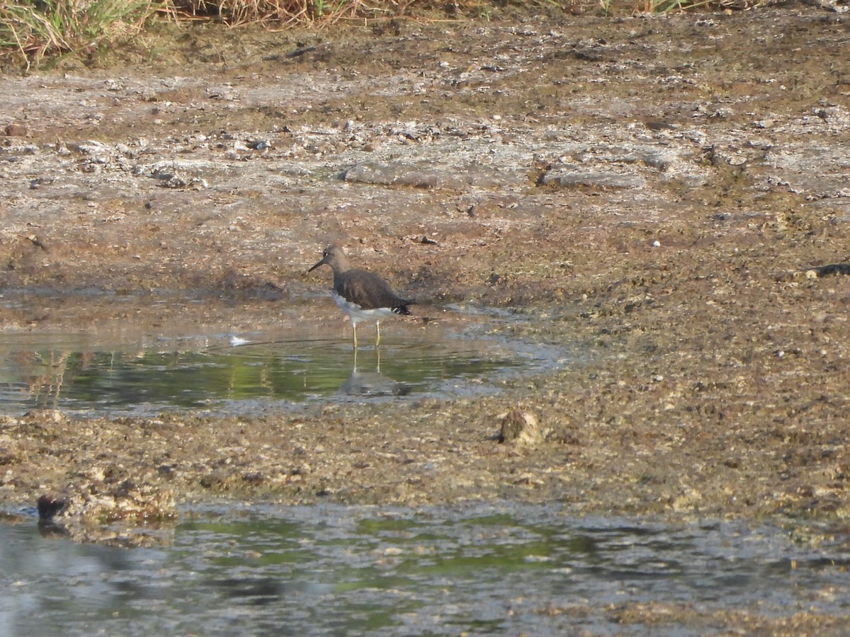 Green Sandpiper - ML624985196