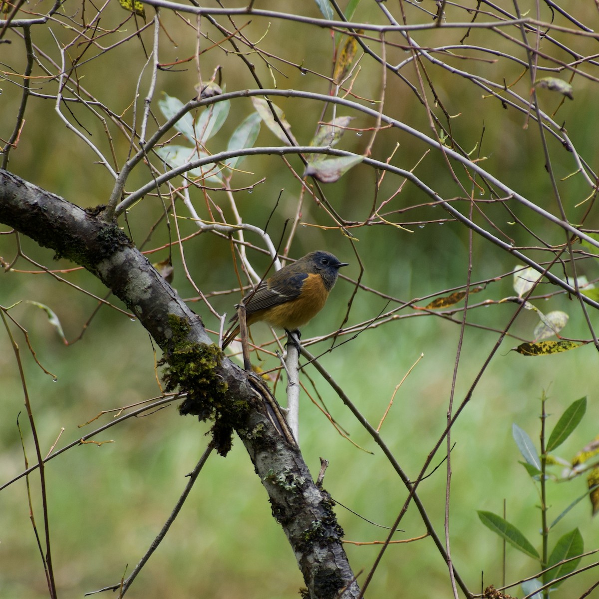 Blue-fronted Redstart - ML624985275