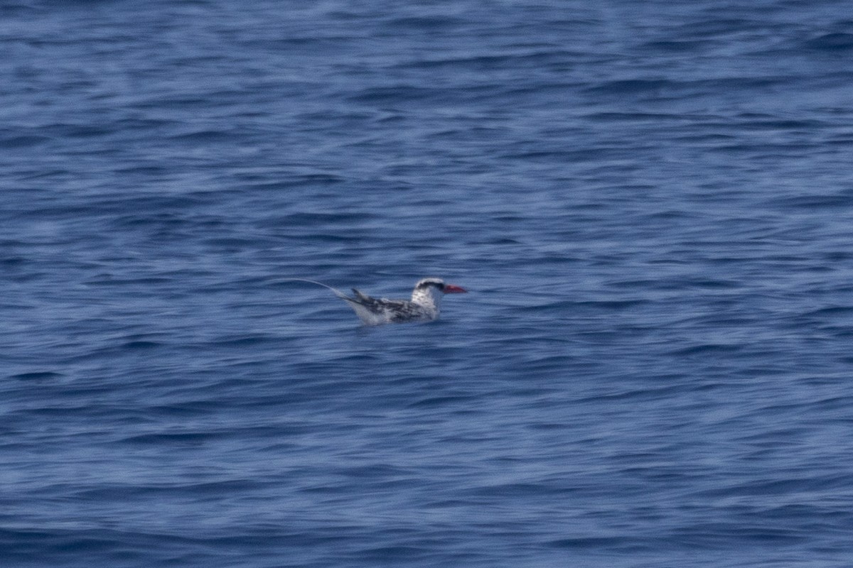 Red-billed Tropicbird - ML624985420