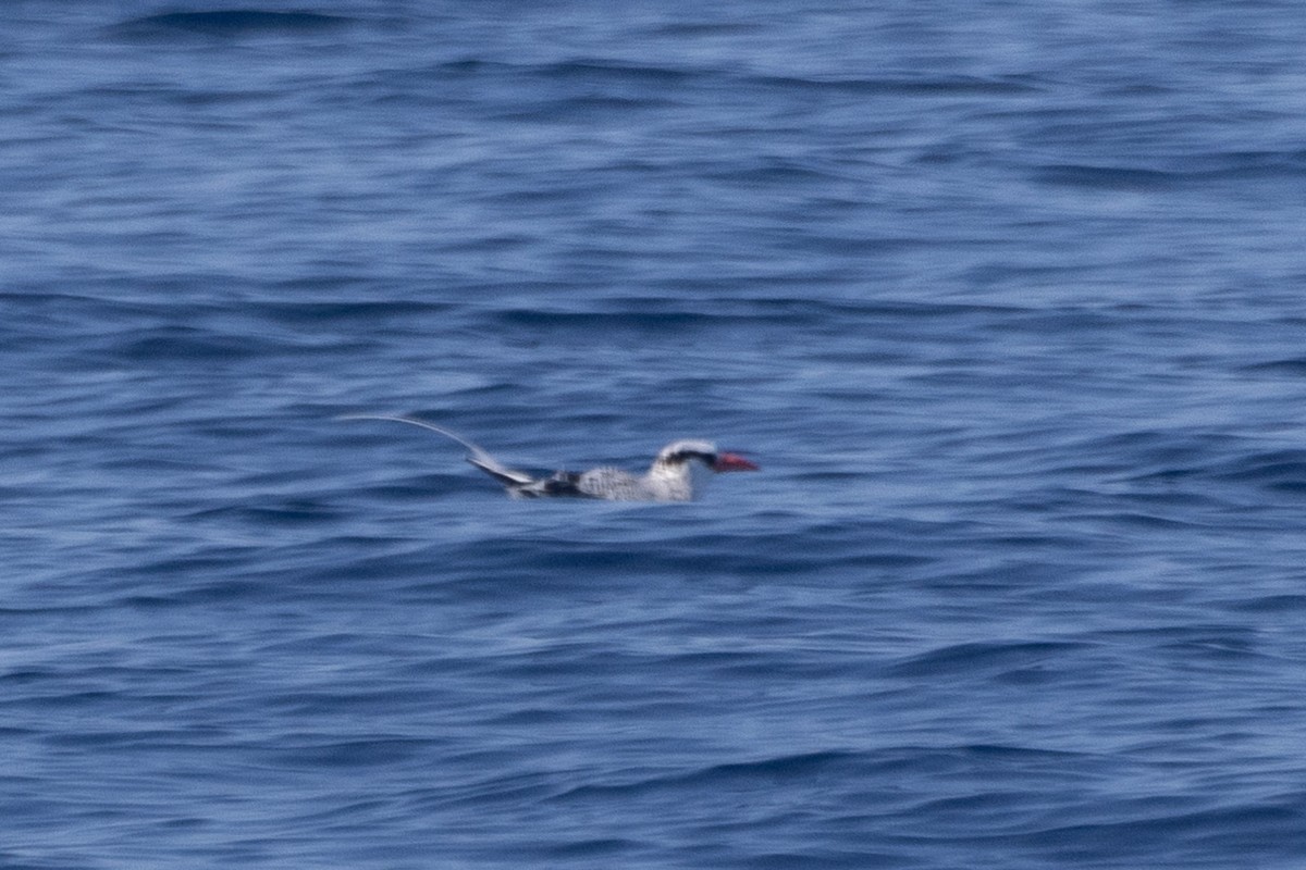 Red-billed Tropicbird - ML624985423