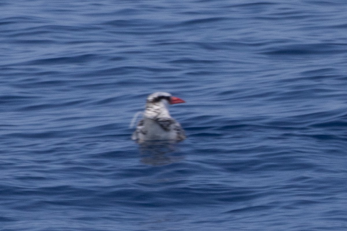 Red-billed Tropicbird - ML624985426