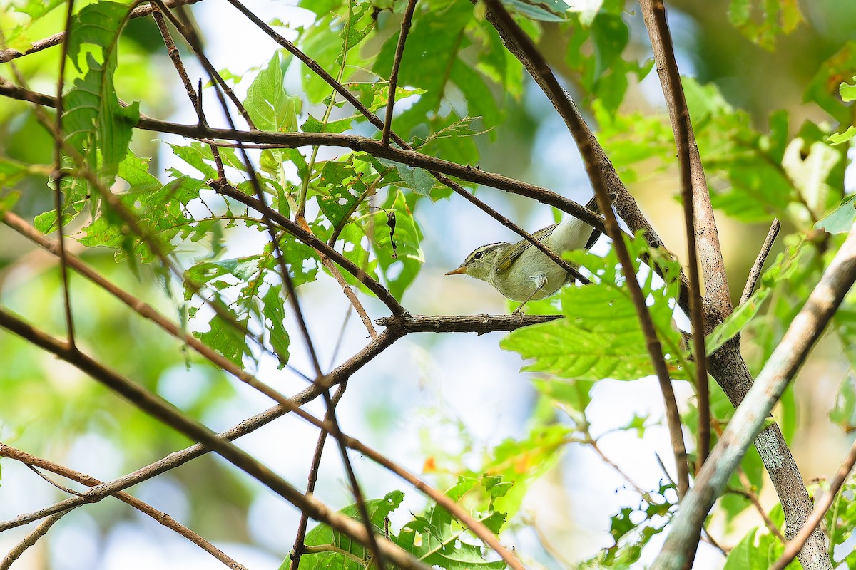 Arctic Warbler - ML624985492