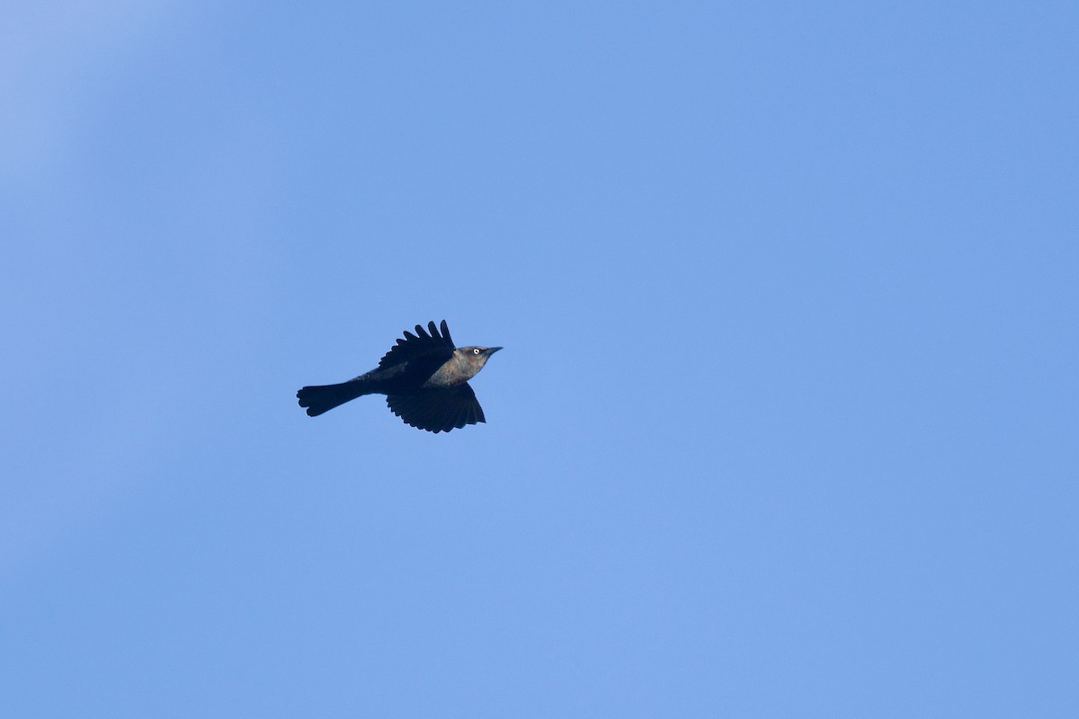 Rusty Blackbird - ML624985524