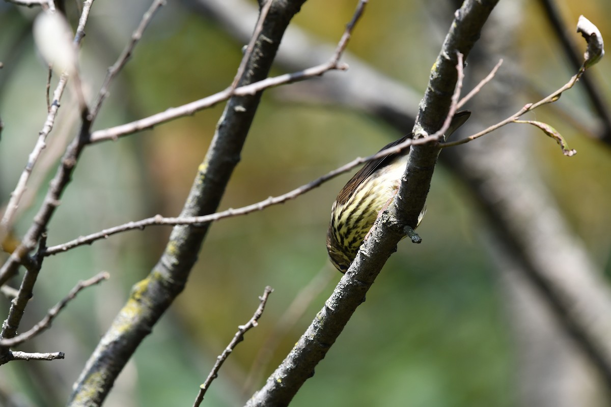 Northern Waterthrush - ML624985533