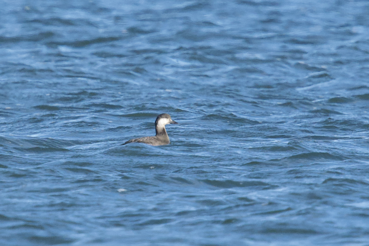 Black Scoter - Owen Strickland