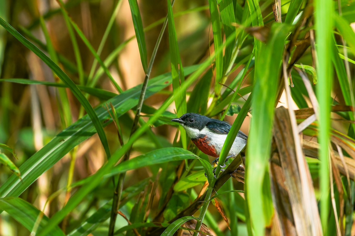 Black-belted Flowerpecker - ML624985590