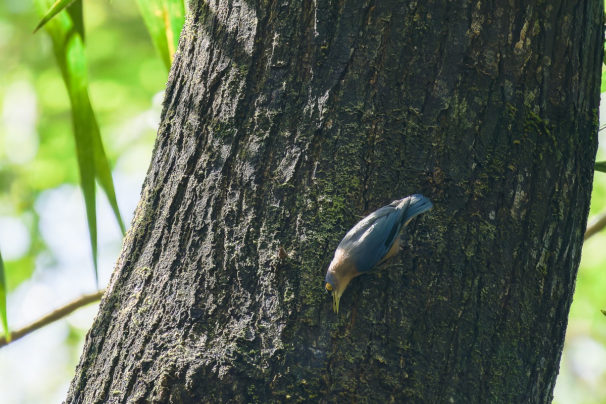 Sulphur-billed Nuthatch - ML624985594