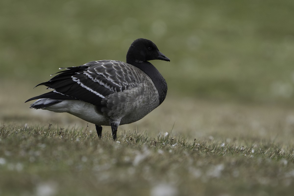 Brant - ML624985608