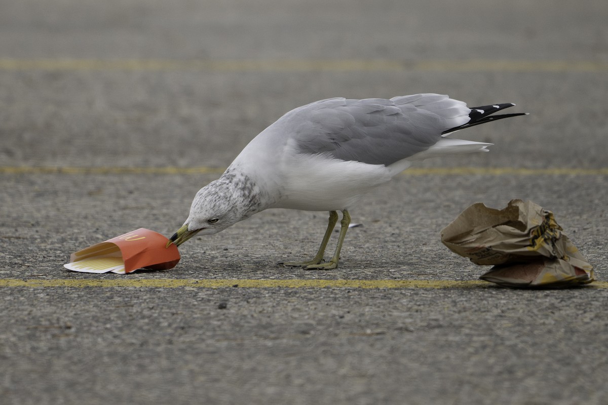 Ring-billed Gull - ML624985677