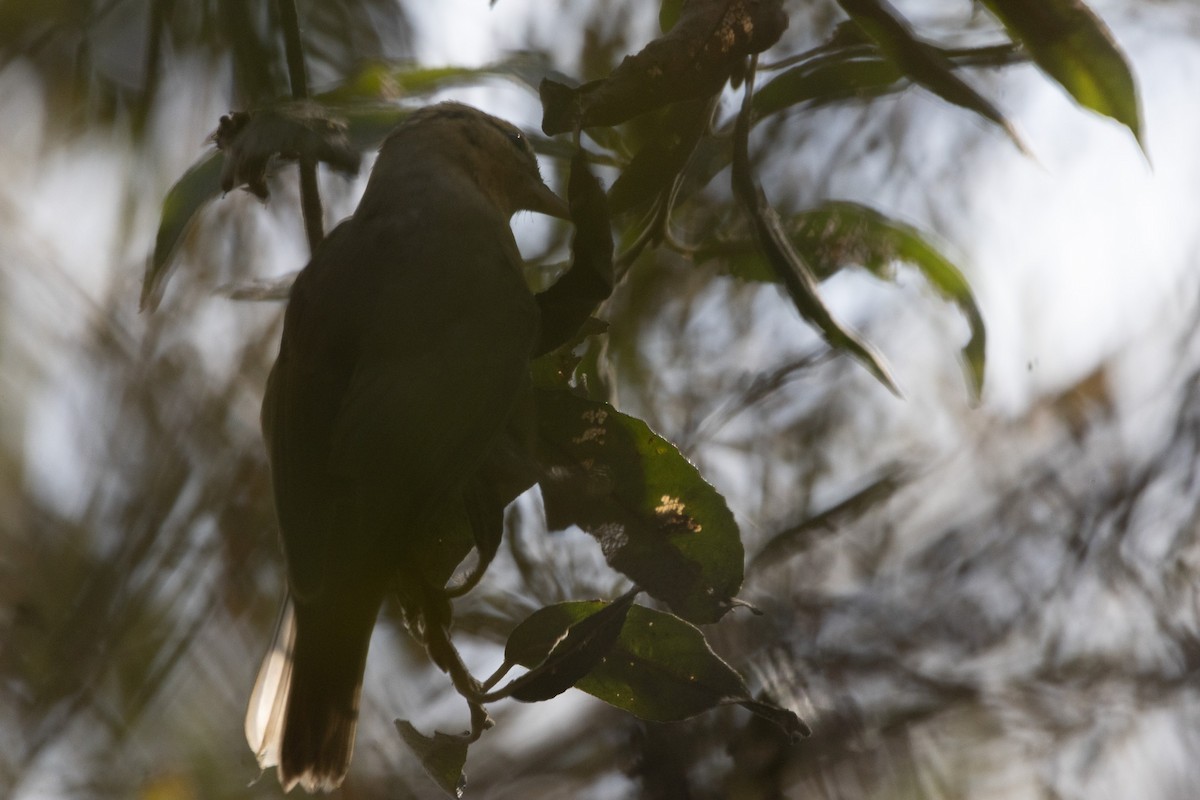 フタスジアメリカムシクイ - ML624985689