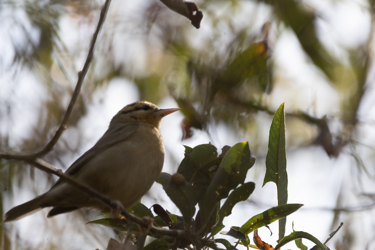 フタスジアメリカムシクイ - ML624985690