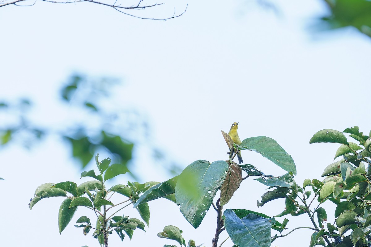 Yellowish White-eye - ML624985755