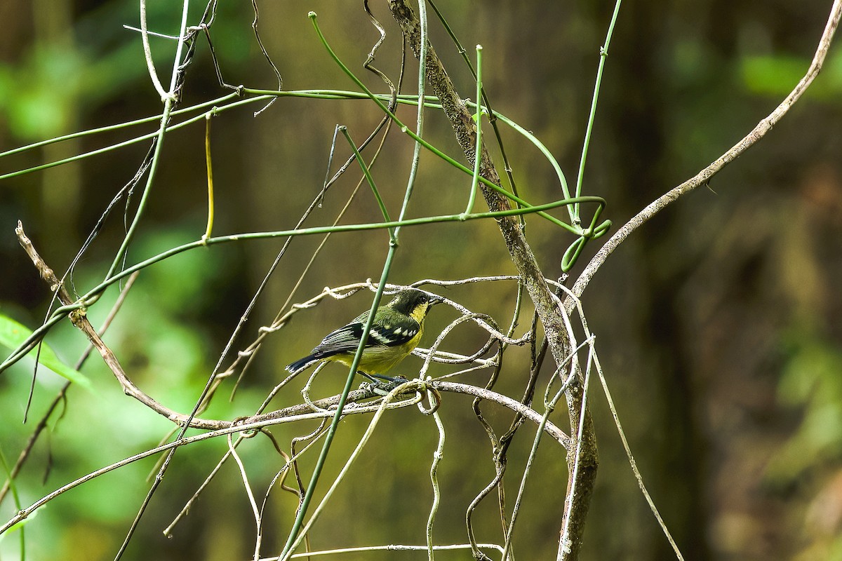 Elegant Tit - ML624985832