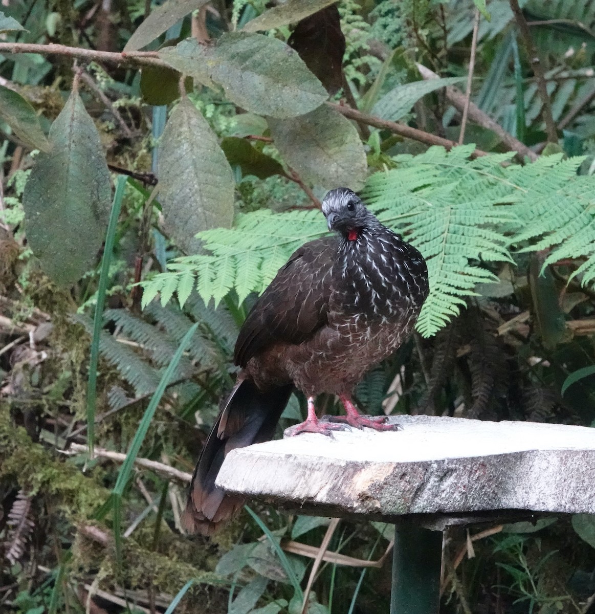 Bearded Guan - ML624985838