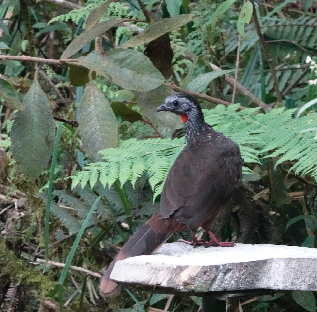 Bearded Guan - ML624985839