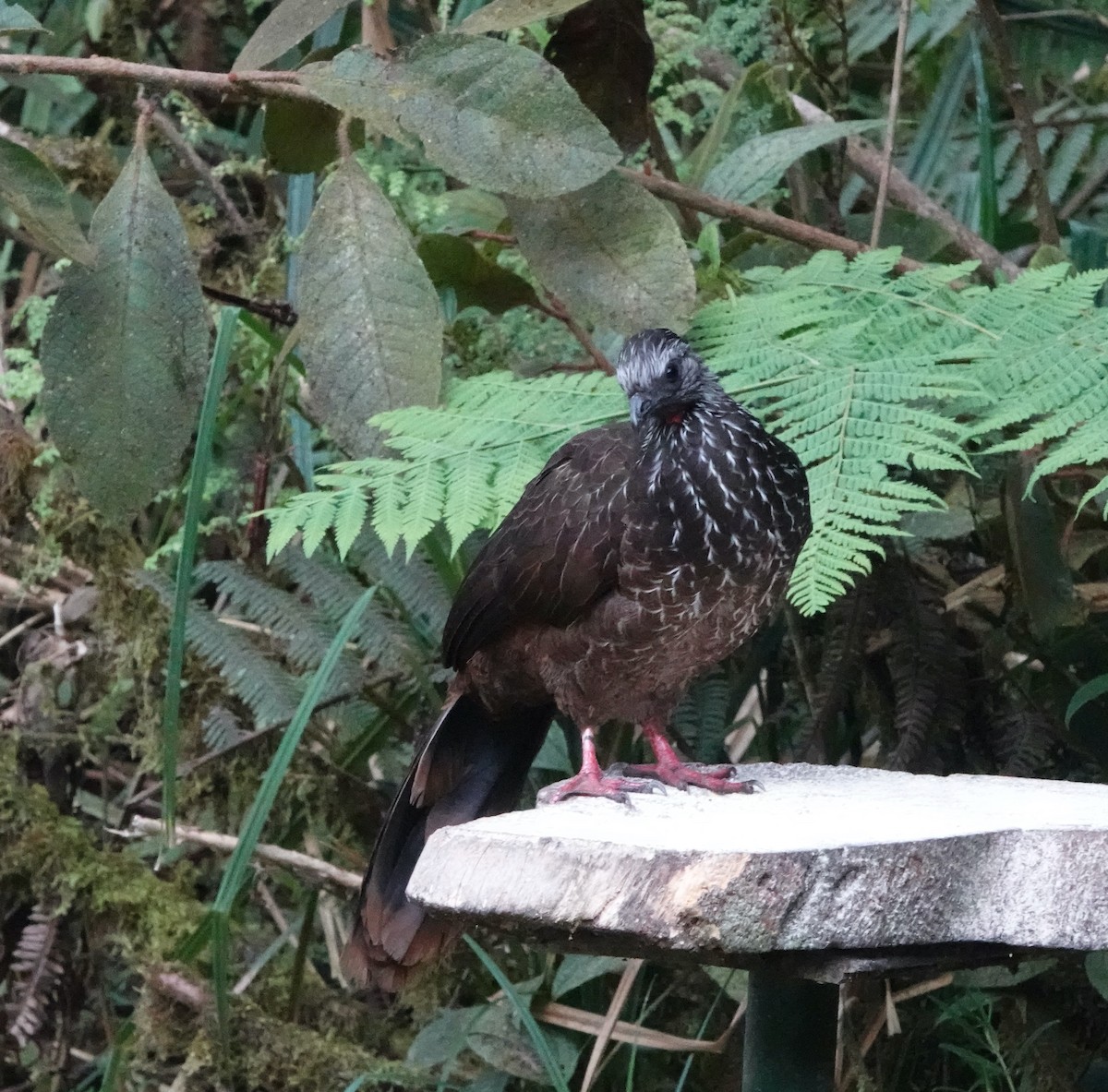 Bearded Guan - ML624985840