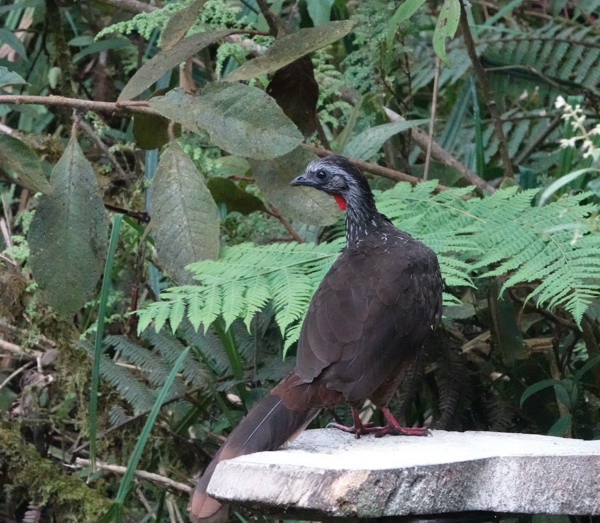 Bearded Guan - ML624985842