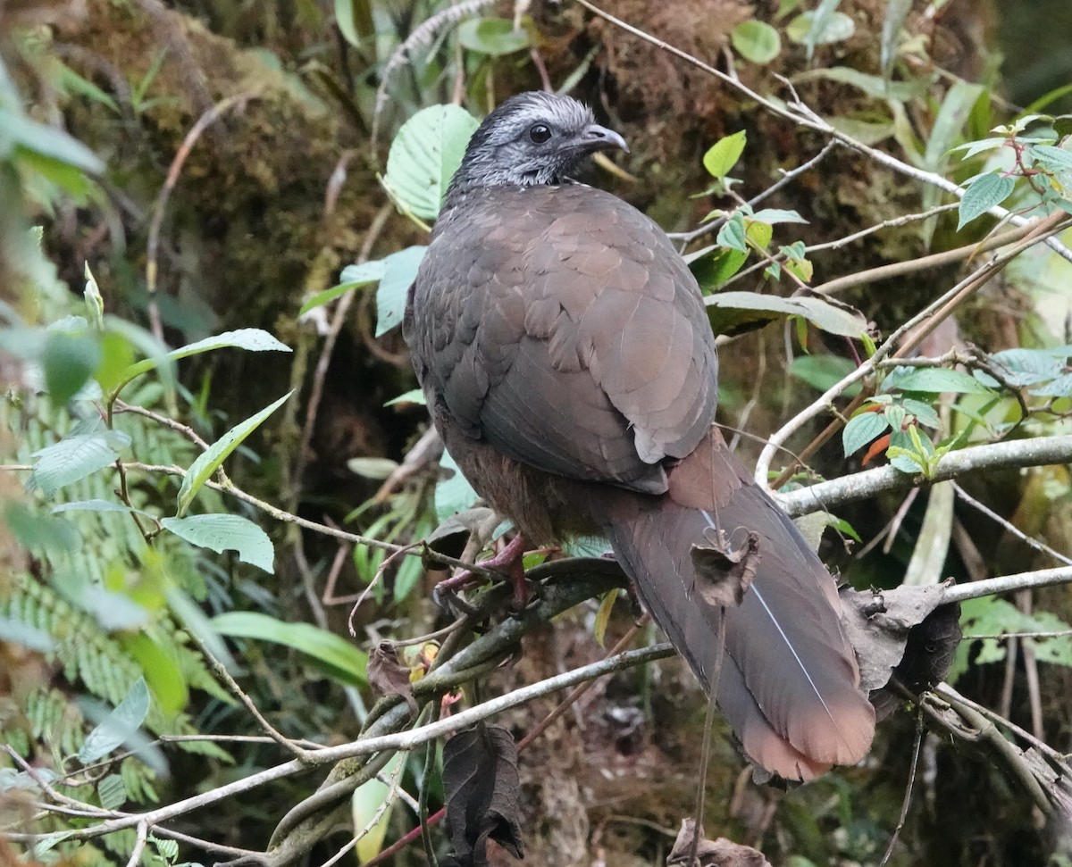 Bearded Guan - ML624985843