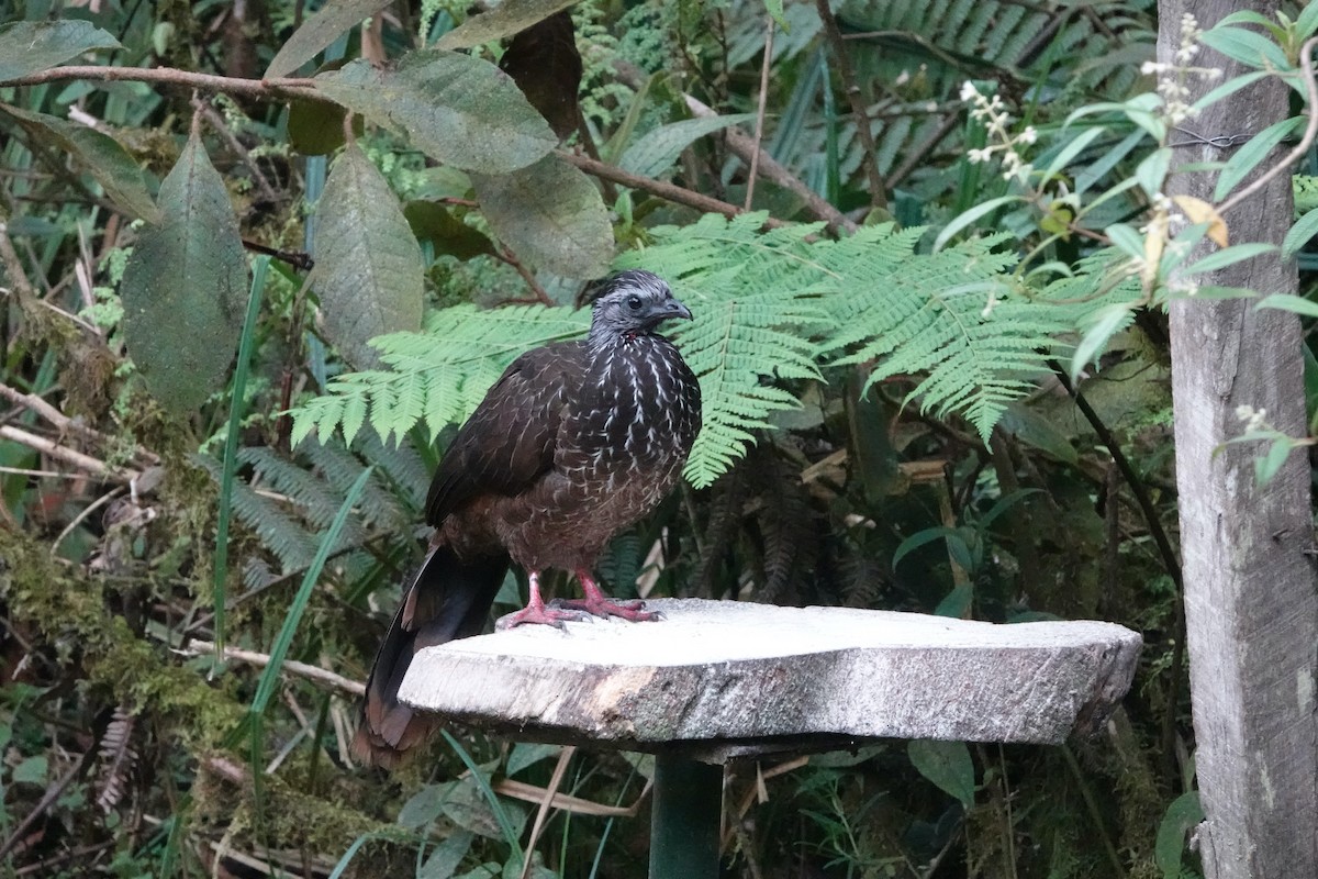 Bearded Guan - ML624985844