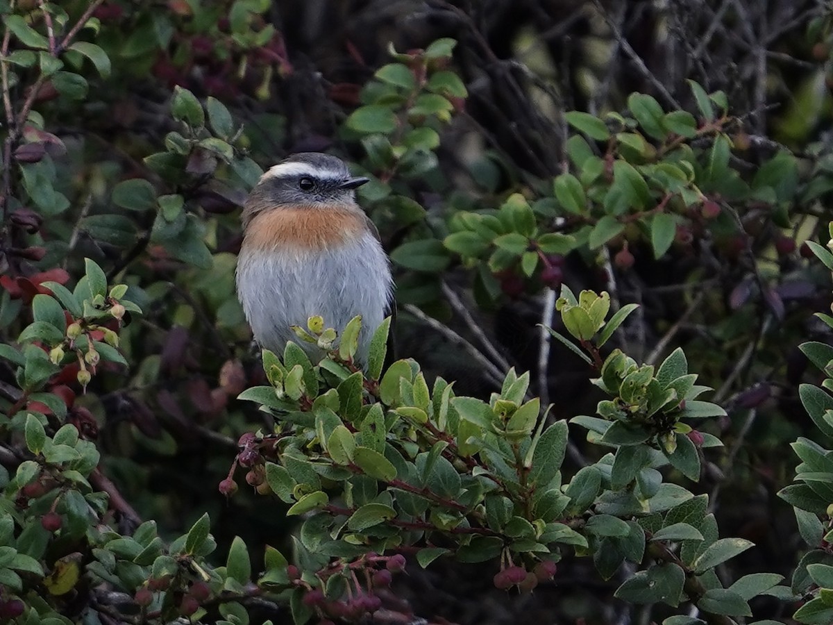 Rufous-breasted Chat-Tyrant - ML624985862