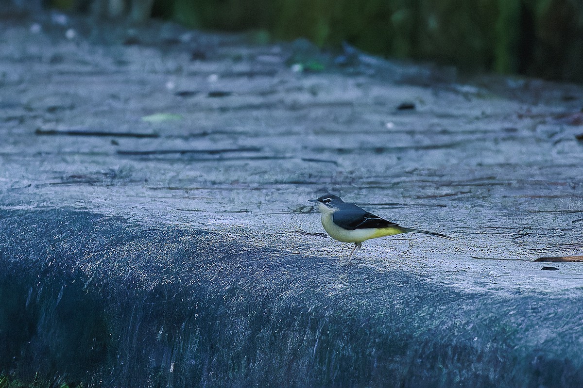 Gray Wagtail - ML624985872