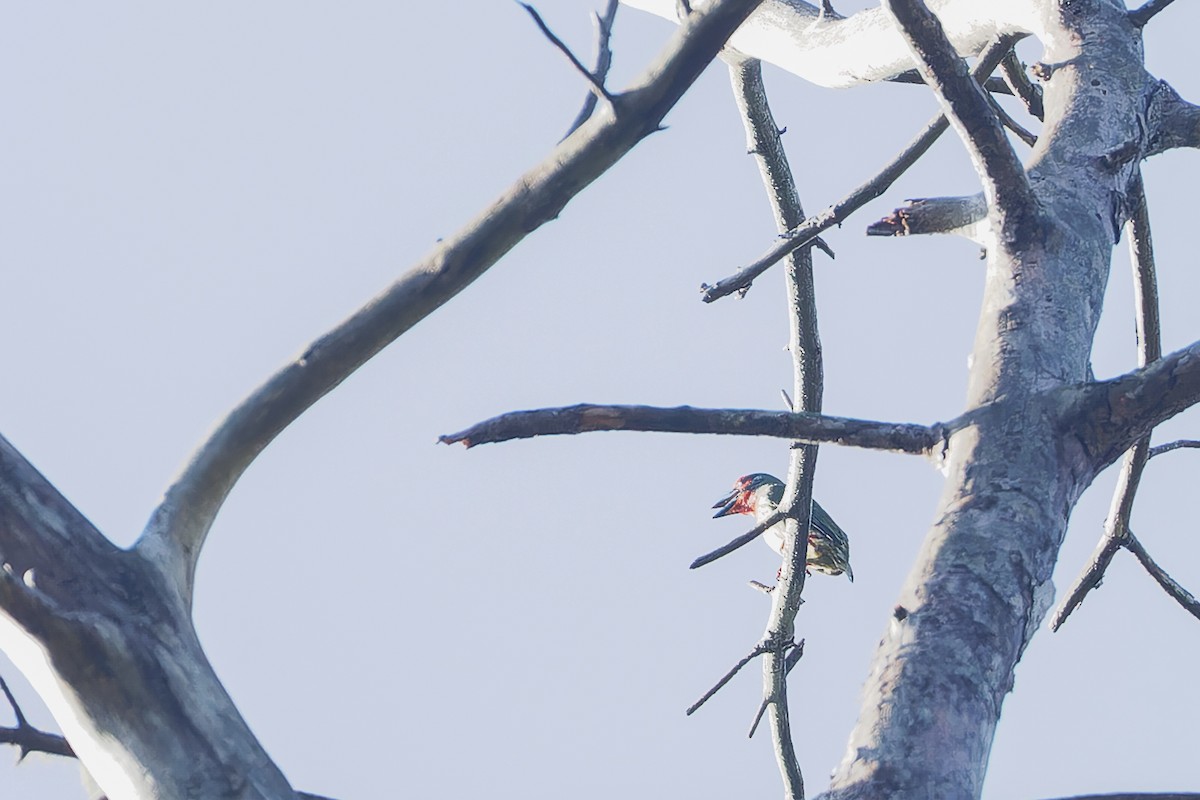 Coppersmith Barbet - ML624985878