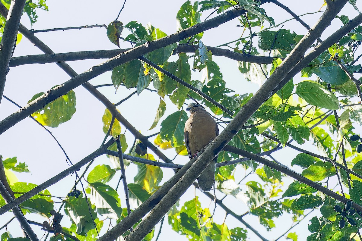 White-eared Brown-Dove (Buff-eared) - ML624985926