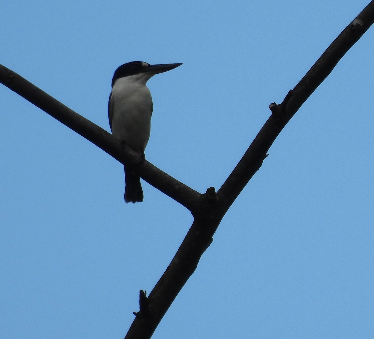 Forest Kingfisher - ML624985932