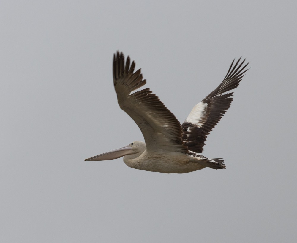 Australian Pelican - ML624985991