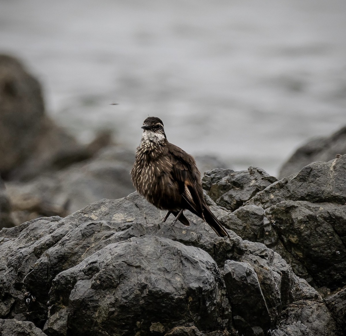 Seaside Cinclodes - ML624985992