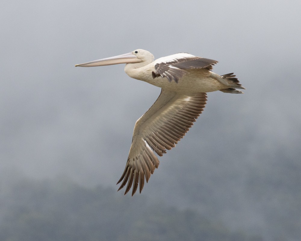 Australian Pelican - ML624985998