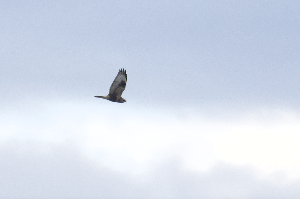 Rough-legged Hawk - ML624985999