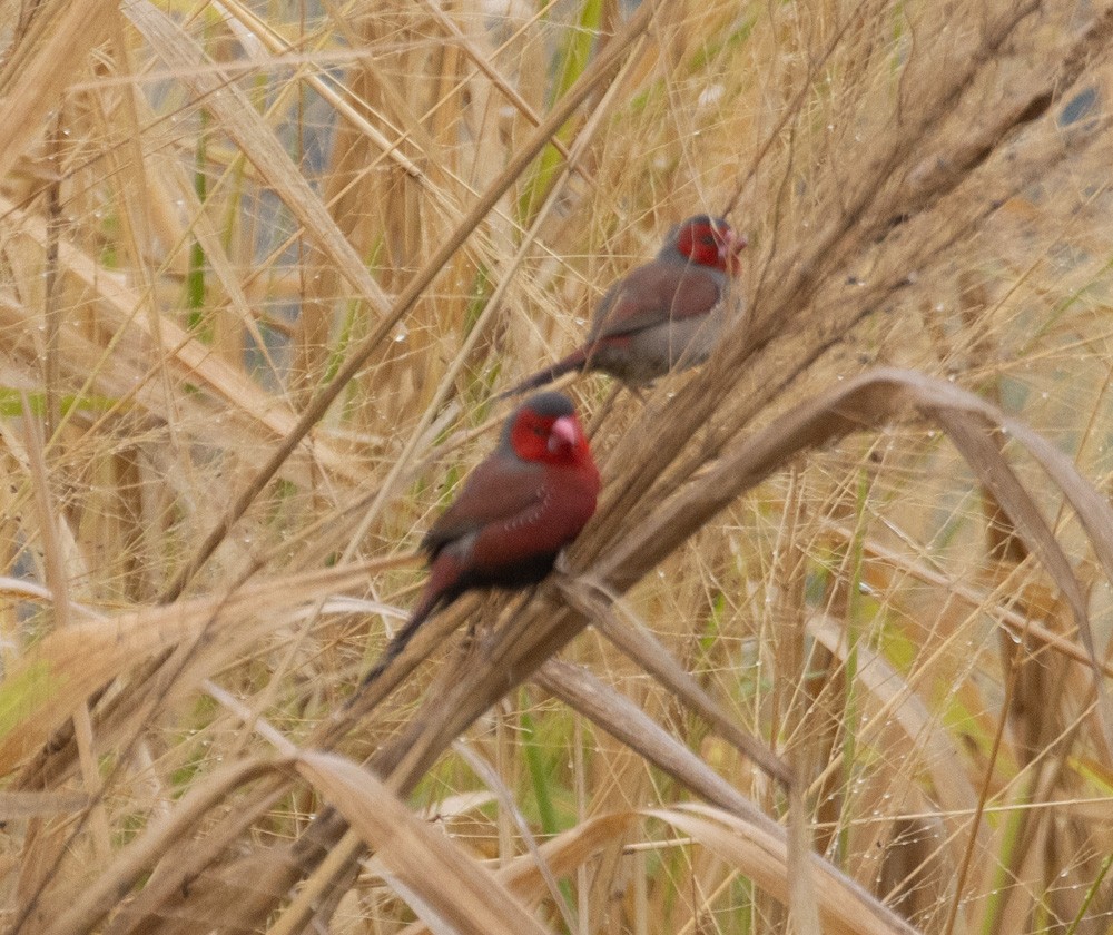 Crimson Finch - ML624986008