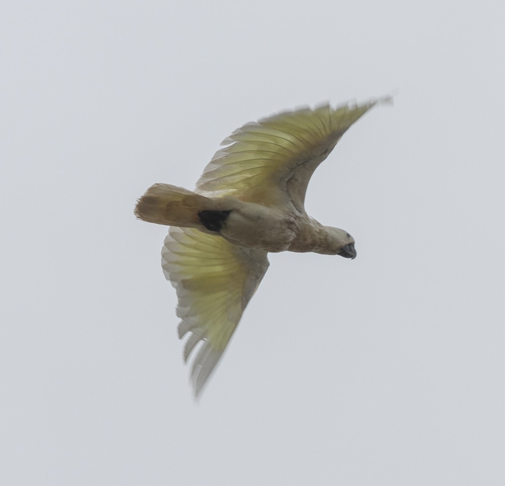 Sulphur-crested Cockatoo - ML624986049