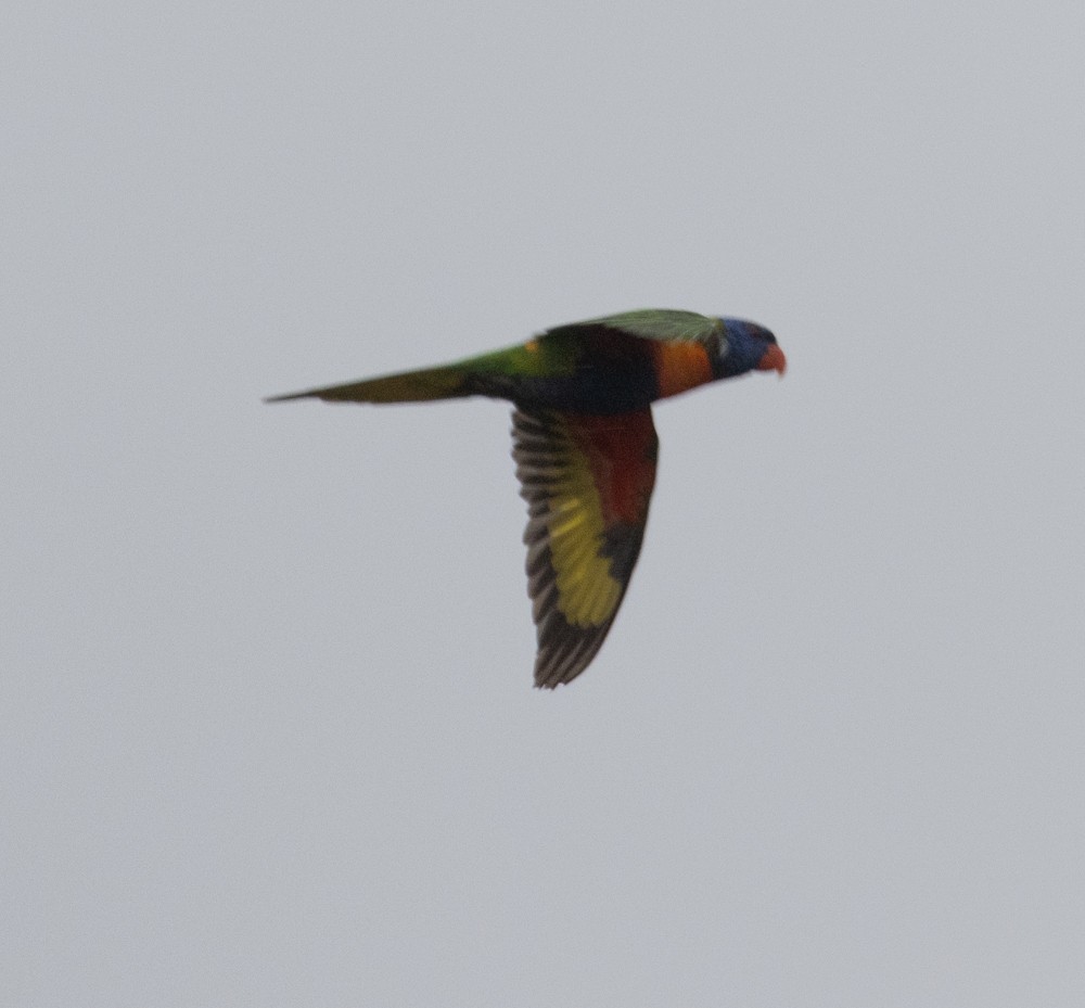 Rainbow Lorikeet - ML624986050