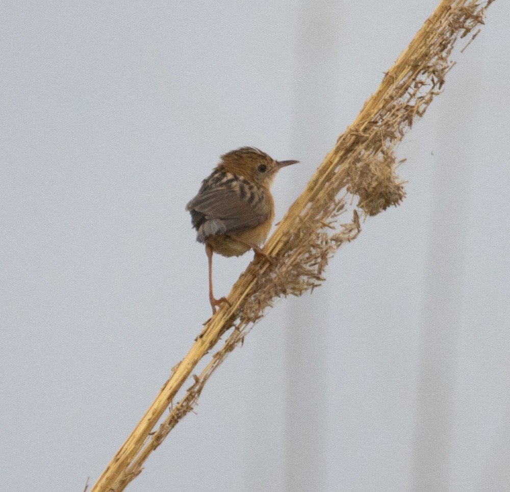 Golden-headed Cisticola - ML624986056