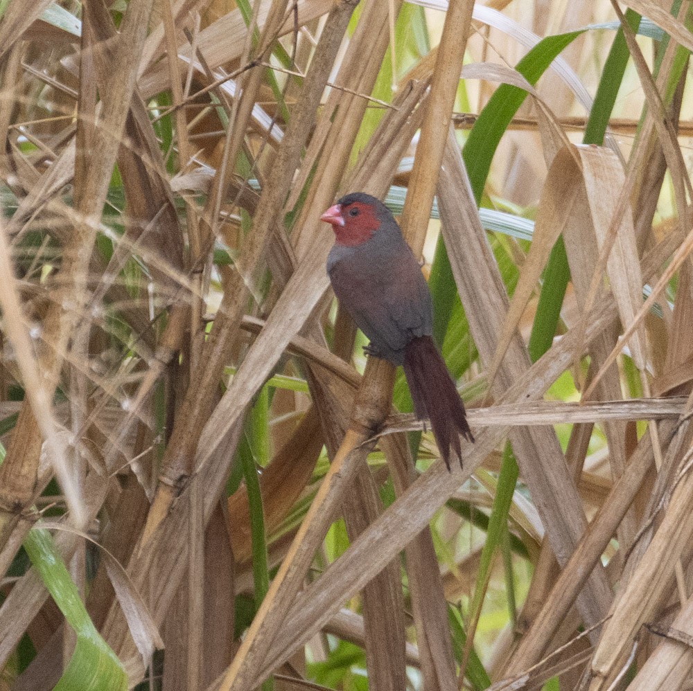 Crimson Finch - ML624986058