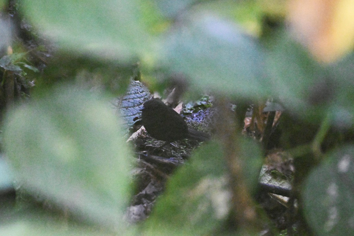 Nariño Tapaculo - ML624986059