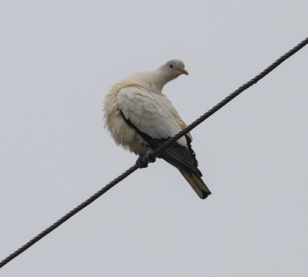 Torresian Imperial-Pigeon - ML624986072