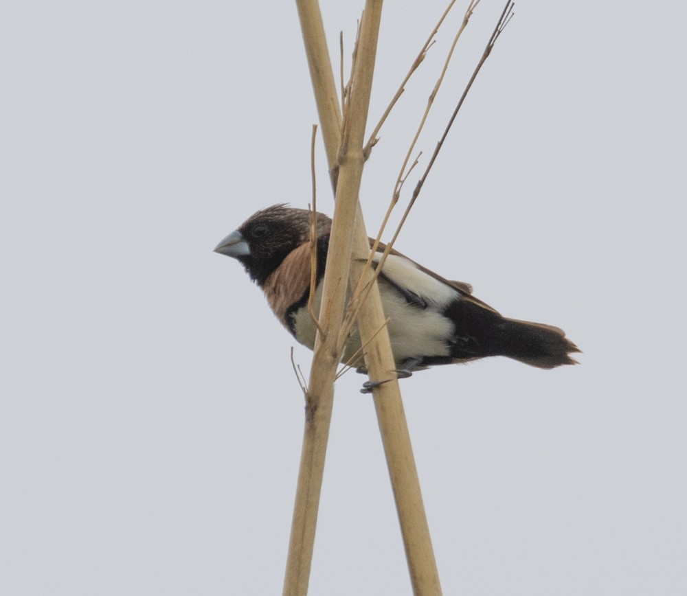 Chestnut-breasted Munia - ML624986074