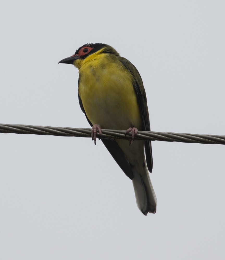 Australasian Figbird - ML624986086