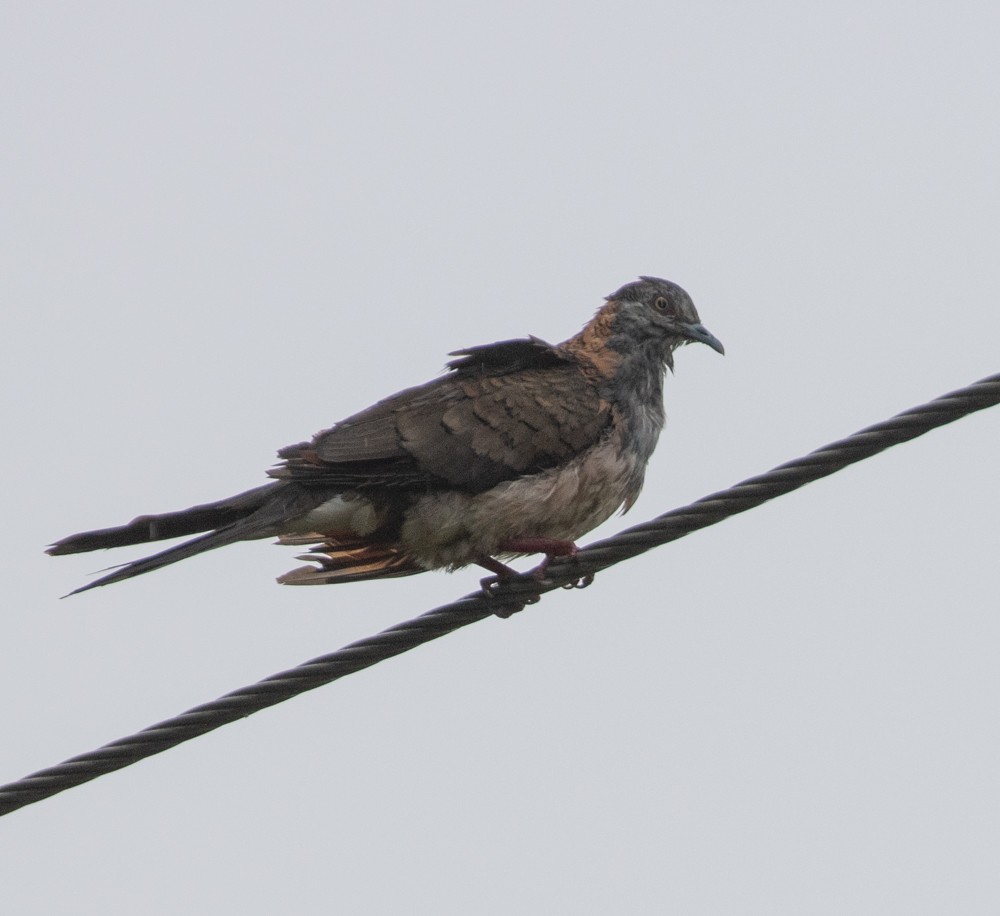 Bar-shouldered Dove - ML624986093