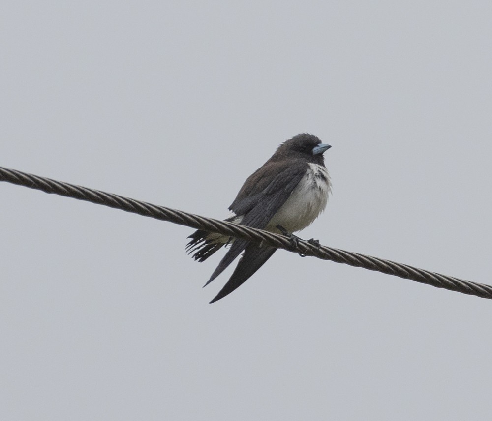 White-breasted Woodswallow - ML624986099