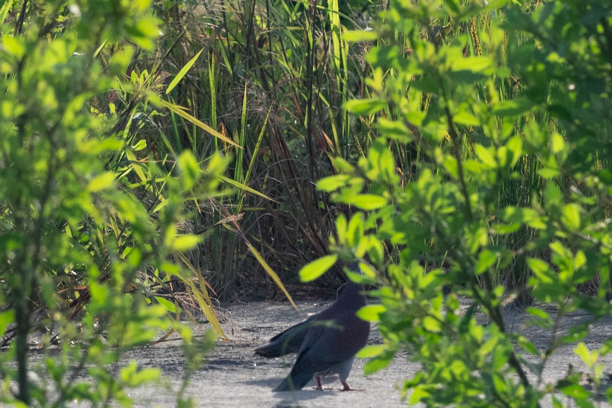 Plumbeous Pigeon - ML624986198