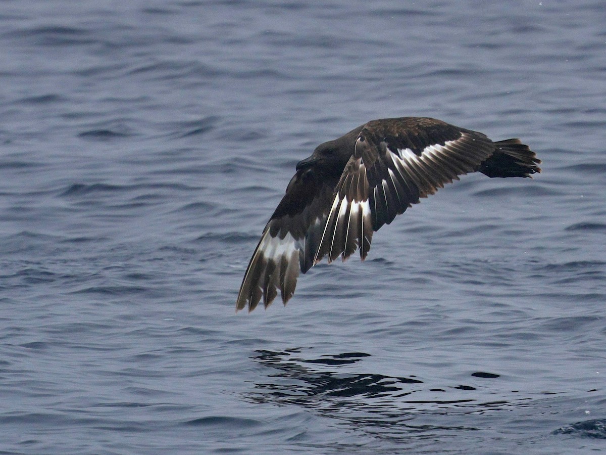 South Polar Skua - ML624986294